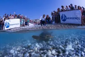 Deux tortues marines soignées au CRFS retrouvent la mer à Nice à l’occasion de la clôture de l’UNOC