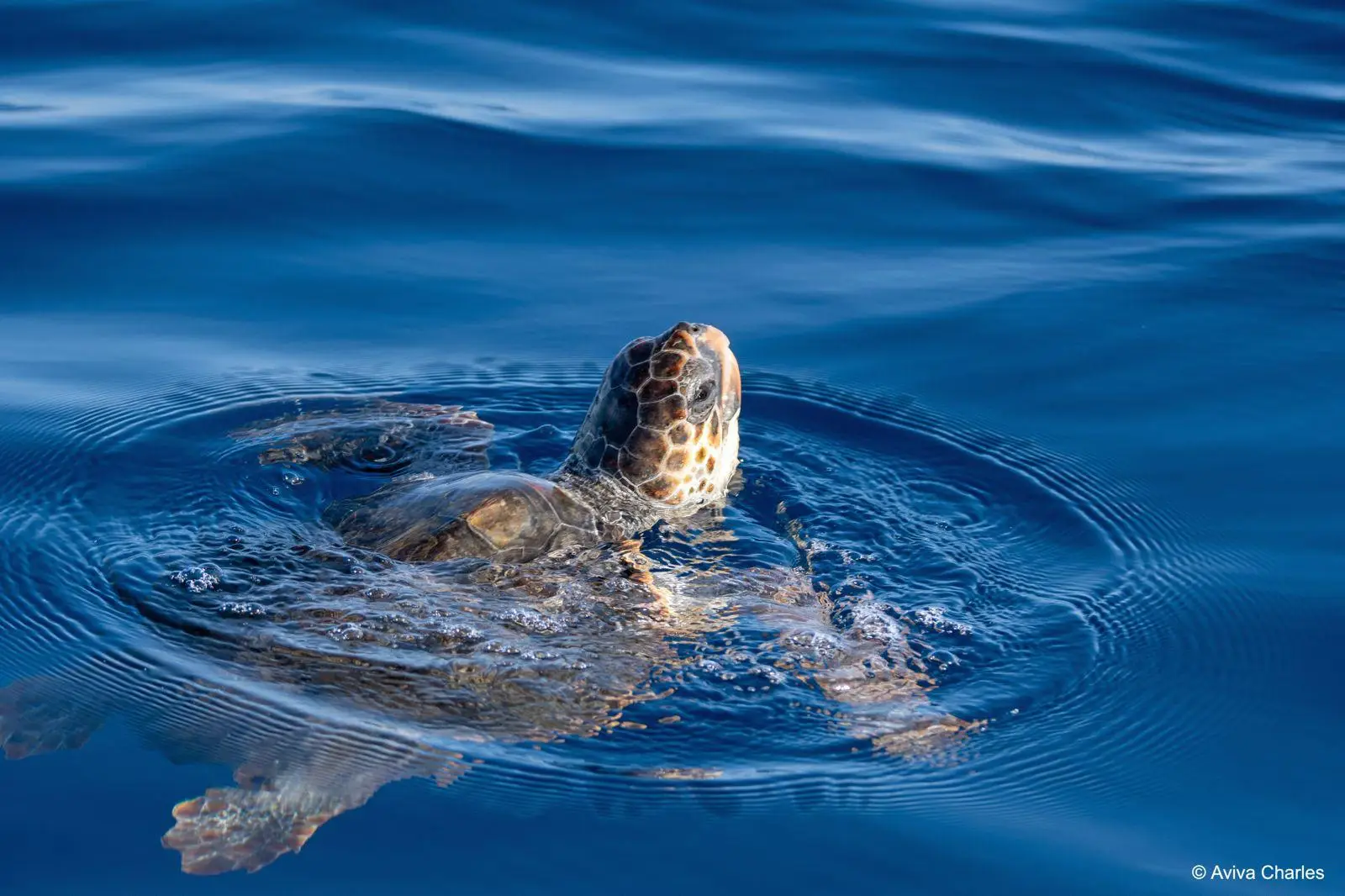 tortue marine à la surface de l'eau - Programme Cap Caouanne - Emergence