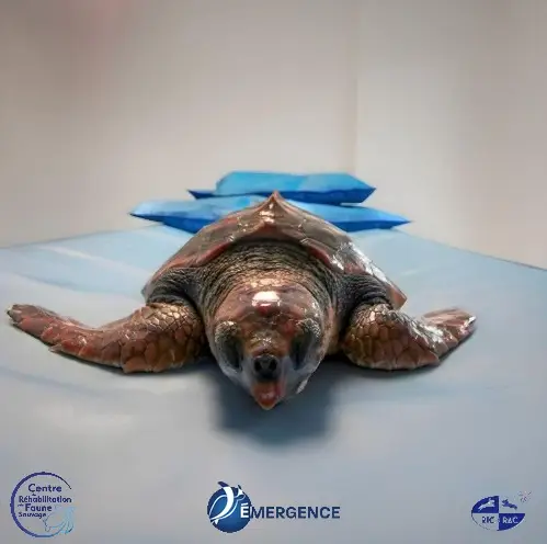 Photo d'une tortue au CRFS de l'association Émergence