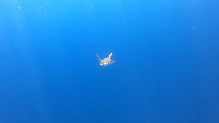 Retour à la mer pour notre premier patient de l’année : un petit mâle né à Ibiza reprend sa route