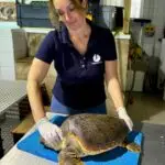 Prise de mesure biométriques avant le retour à la mer
