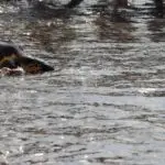 Les tortues Unoc et Nicea retrouvent la mer