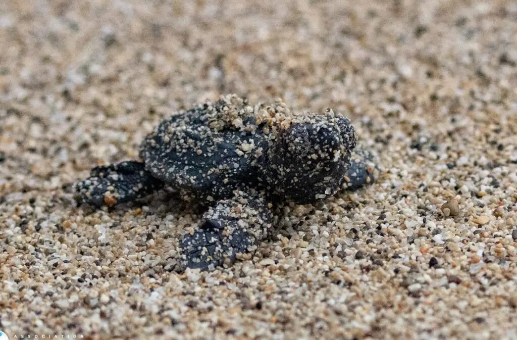 Naissance surprise de tortues marines à Port Leucate