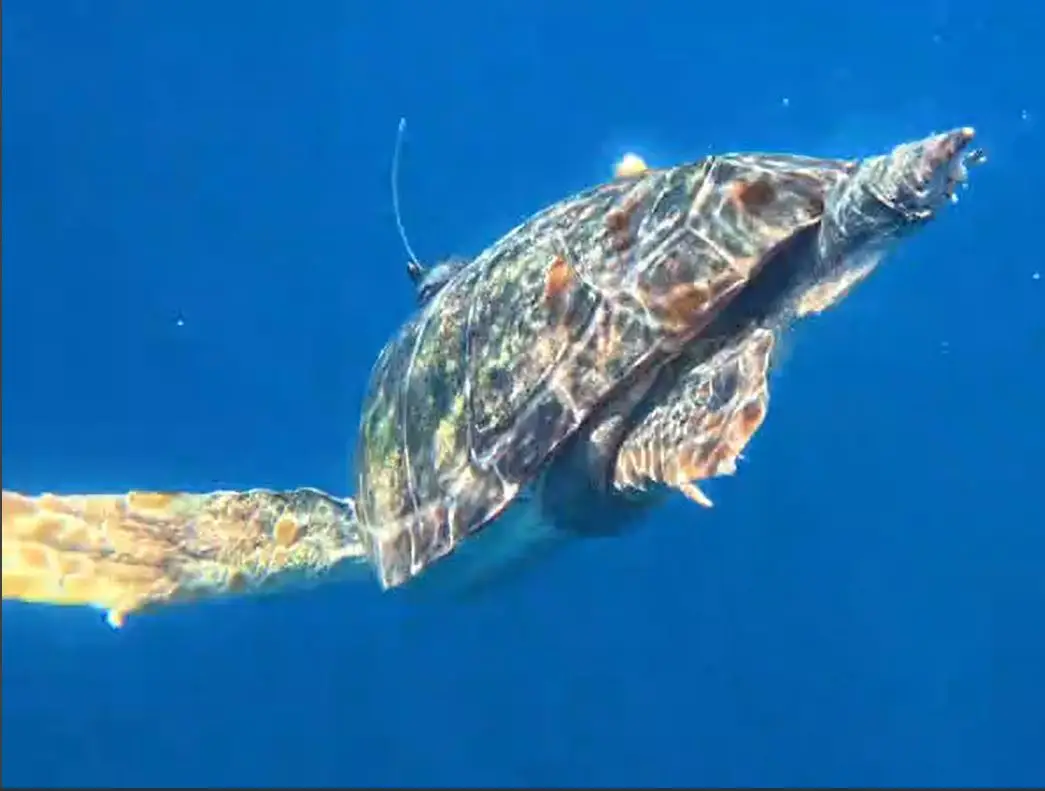 tortue mâle équipée d'une balise GPS