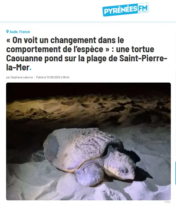 Article Pyrénées FM :« "On voit un changement dans le comportement de l’espèce » selon Sidonie Catteau : une tortue Caouanne pond sur la plage de Saint-Pierre-la-Mer