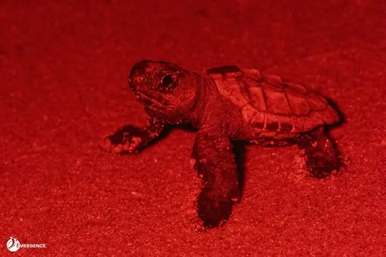 Lire la suite à propos de l’article L’émergence du nid de tortue marine commence à Golfe-Juan !