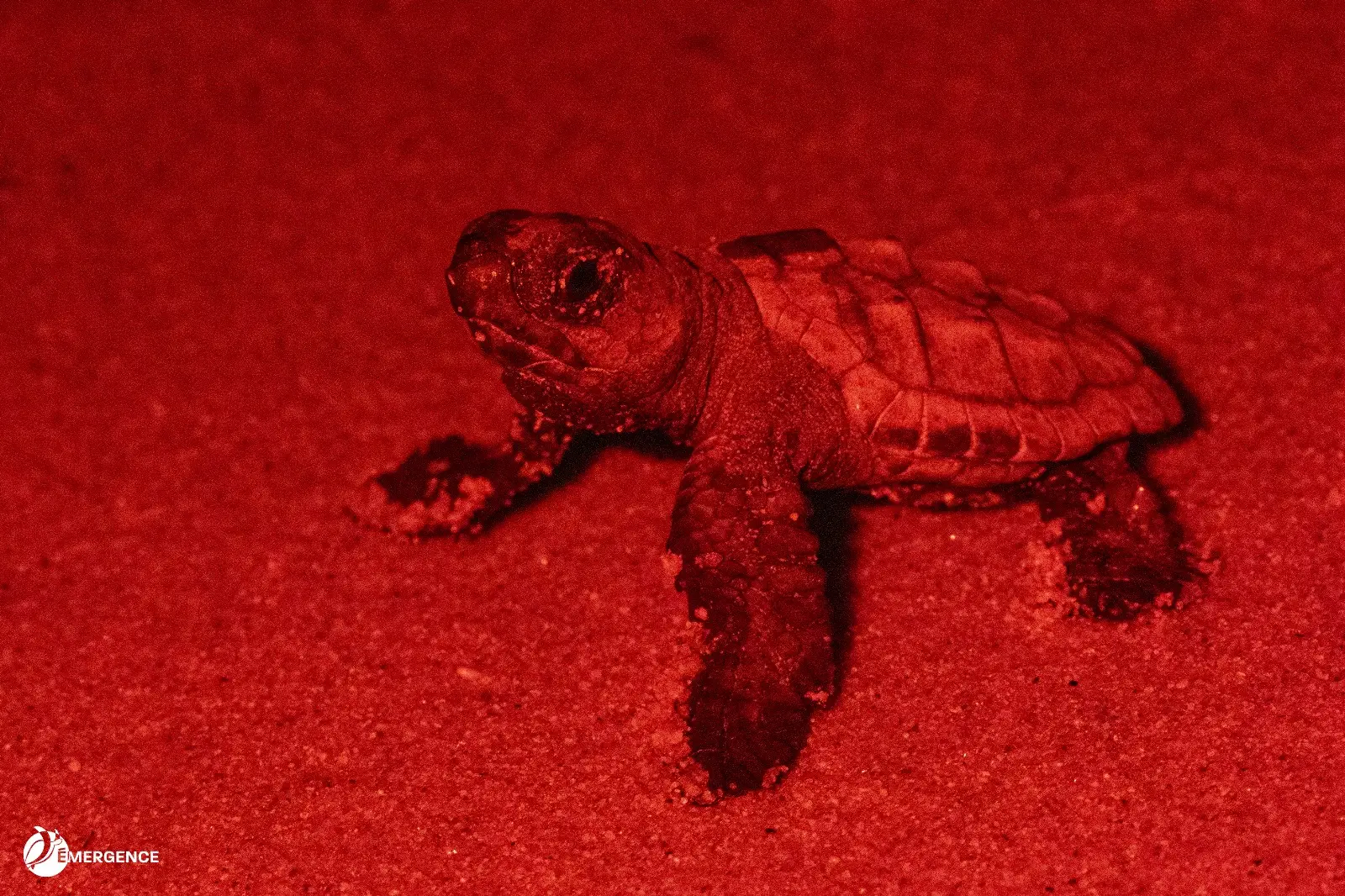 tortillon sur la plage de Golfe Juan