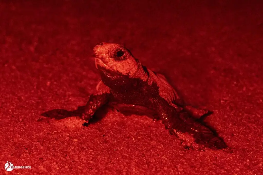 bébé tortue marine né à Golfe-Juan