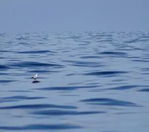 gifette posée sur une tortue - ©Emergence -Mélanie Ravier