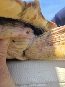 Un fil de nylon fait garot sur la patte de cette tortue caouanne - Emergence