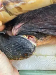 un fil de nylon a formé un garot autour de la patte de cette tortue marine. ©Emergence- Mélanie Ravier Photographe