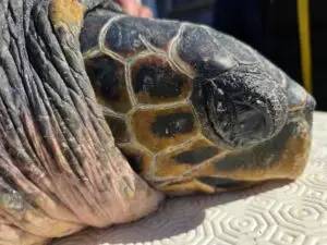 Intervention en mer sur une tortue caouanne (Caretta caretta) : libération d’une entrave et soins d’urgence