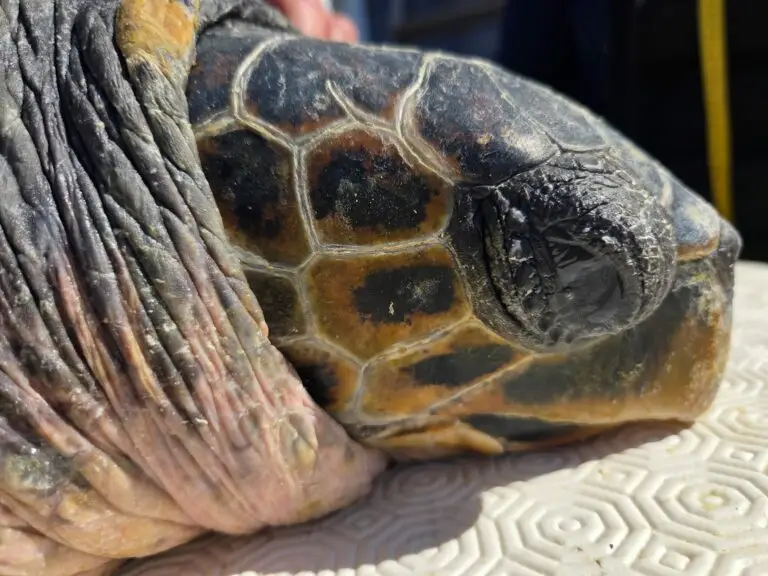 Lire la suite à propos de l’article Intervention en mer sur une tortue caouanne (Caretta caretta) : libération d’une entrave et soins d’urgence