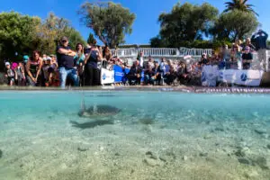 Retour à la mer de la jeune tortue Lucia après sa convalescence au CRFS