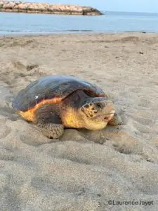 Une tortue marine pond au Barcarès : un nouveau nid sous haute protection sur le littoral méditerranéen