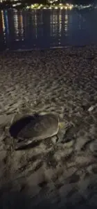 Première ponte de tortue marine de la saison 2026 sur le littoral azuréen