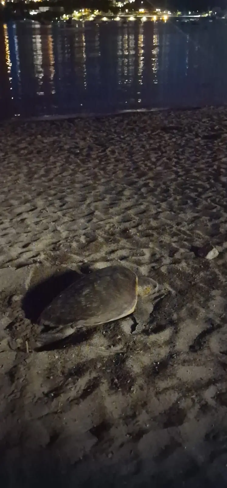 Lire la suite à propos de l’article Première ponte de tortue marine de la saison 2026 sur le littoral azuréen