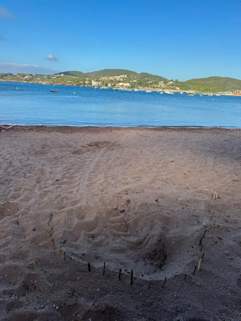 Lire la suite à propos de l’article Une deuxième ponte de tortue marine à Agay (Saint Raphaël), à 5m de la précédente !