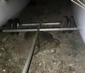 Une première ponte de tortue marine à Toulon !
