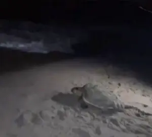 Un nouveau nid de tortue Caouanne, le 8ème de la saison, mis en protection à Canet-en-Roussillon