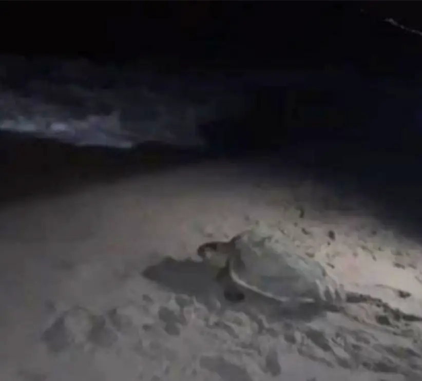 tortue en ponte à Canet en Roussillon (2026)