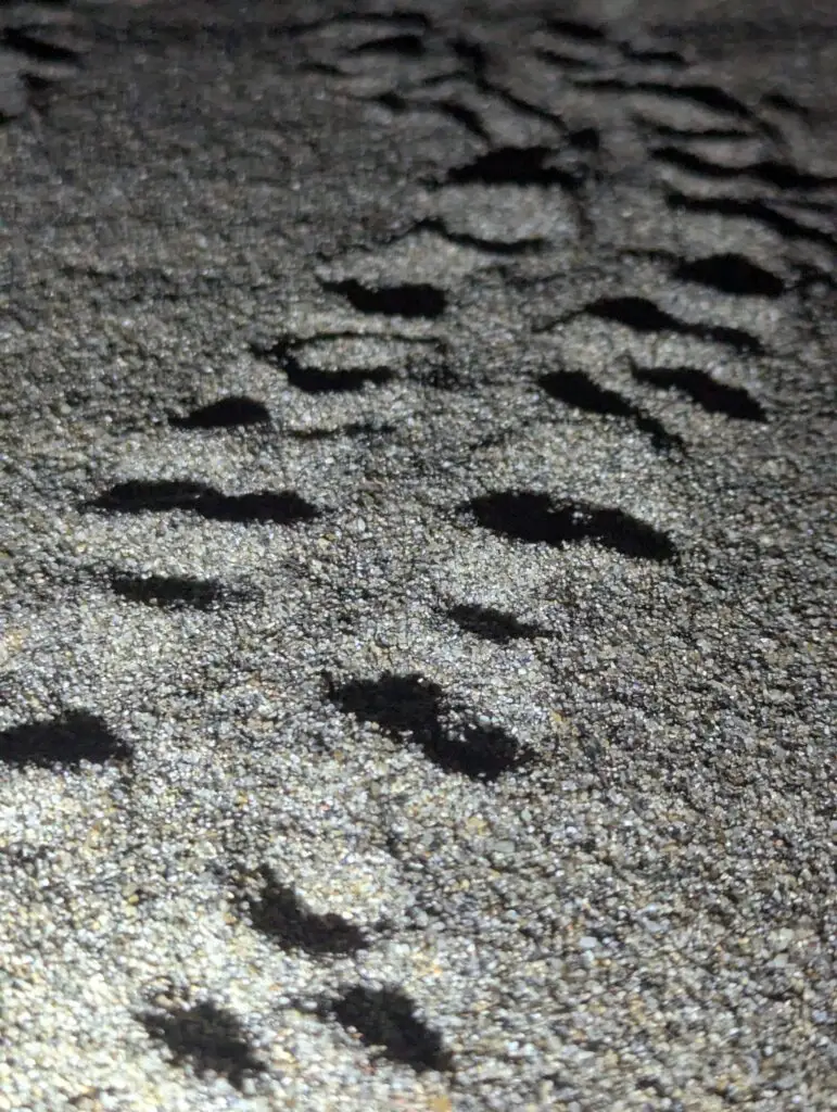 Traces_emergence©Emergence_BénédicteChoux