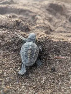 Soirée riche en émotions à Agay : une intervention d’urgence sauve les derniers tortillons de deux nids de tortues marines